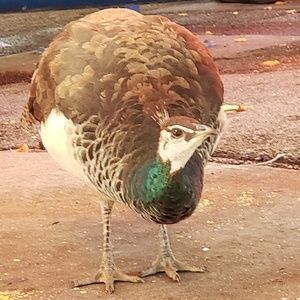 Meet your Posher, Tara